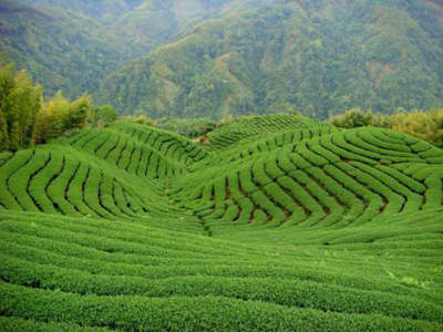 勐巴娜西生态茶叶